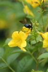 <imgl100*0:stuff/z/73640/bees%2520%2526%2520flowers%2520reference/i1257893221_9.jpg>