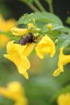 <img100*0:stuff/z/73640/bees%2520%2526%2520flowers%2520reference/i1257893222_12.jpg>