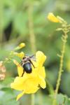 <img100*0:stuff/z/73640/bees%2520%2526%2520flowers%2520reference/i1257893222_13.jpg>