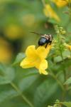 <img100*0:stuff/z/73640/bees%2520%2526%2520flowers%2520reference/i1257893222_14.jpg>