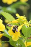 <imgl100*0:stuff/z/73640/bees%2520%2526%2520flowers%2520reference/i1257893222_15.jpg>