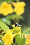 <imgl100*0:stuff/z/73640/bees%2520%2526%2520flowers%2520reference/i1257893222_16.jpg>