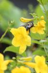 <img100*0:stuff/z/73640/bees%2520%2526%2520flowers%2520reference/i1257893222_17.jpg>