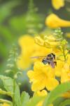 <img100*0:stuff/z/73640/bees%2520%2526%2520flowers%2520reference/i1257893222_18.jpg>