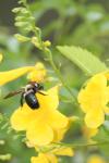 <img100*0:stuff/z/73640/bees%2520%2526%2520flowers%2520reference/i1257893223_19.jpg>