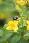 <img100*0:stuff/z/73640/bees%2520%2526%2520flowers%2520reference/i1257893223_20.jpg>
