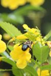 <imgl100*0:stuff/z/73640/bees%2520%2526%2520flowers%2520reference/i1257893223_21.jpg>