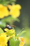 <imgl100*0:stuff/z/73640/bees%2520%2526%2520flowers%2520reference/i1257893223_22.jpg>
