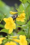 <img100*0:stuff/z/73640/bees%2520%2526%2520flowers%2520reference/i1257893223_23.jpg>