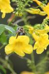 <img100*0:stuff/z/73640/bees%2520%2526%2520flowers%2520reference/i1257893223_24.jpg>