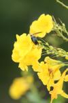 <img100*0:stuff/z/73640/bees%2520%2526%2520flowers%2520reference/i1257893223_25.jpg>