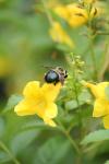 <img100*0:stuff/z/73640/bees%2520%2526%2520flowers%2520reference/i1257893223_26.jpg>