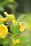 <imgl100*0:stuff/z/73640/bees%2520%2526%2520flowers%2520reference/i1257893224_27.jpg>