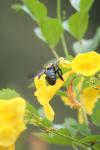 <imgl100*0:stuff/z/73640/bees%2520%2526%2520flowers%2520reference/i1257893224_28.jpg>