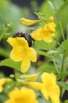 <img100*0:stuff/z/73640/bees%2520%2526%2520flowers%2520reference/i1257893224_29.jpg>