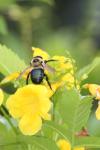 <img100*0:stuff/z/73640/bees%2520%2526%2520flowers%2520reference/i1257893224_30.jpg>