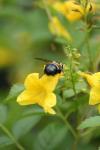 <img100*0:stuff/z/73640/bees%2520%2526%2520flowers%2520reference/i1257893224_31.jpg>