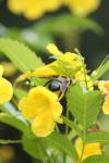 <imgl100*0:stuff/z/73640/bees%2520%2526%2520flowers%2520reference/i1257893224_32.jpg>