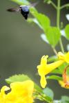 <img100*0:stuff/z/73640/bees%2520%2526%2520flowers%2520reference/i1257893224_33.jpg>