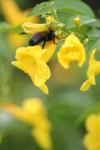<img100*0:stuff/z/73640/bees%2520%2526%2520flowers%2520reference/i1257893225_34.jpg>