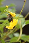 <img100*0:stuff/z/73640/bees%2520%2526%2520flowers%2520reference/i1257893225_35.jpg>
