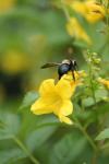 <imgl100*0:stuff/z/73640/bees%2520%2526%2520flowers%2520reference/i1257893225_36.jpg>