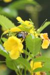 <imgl100*0:stuff/z/73640/bees%2520%2526%2520flowers%2520reference/i1257893225_37.jpg>