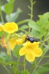 <img100*0:stuff/z/73640/bees%2520%2526%2520flowers%2520reference/i1257893225_38.jpg>