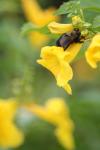<img100*0:stuff/z/73640/bees%2520%2526%2520flowers%2520reference/i1257893225_39.jpg>