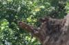 <img100*0:stuff/z/73640/bees%2520in%2520hive.1/i1276061921_1.jpg>