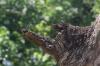 <img100*0:stuff/z/73640/bees%2520in%2520hive.1/i1276061921_2.jpg>