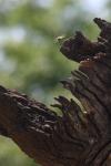 <img100*0:stuff/z/73640/bees%2520in%2520hive.1/i1276061922_3.jpg>