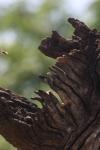 <img100*0:stuff/z/73640/bees%2520in%2520hive.1/i1276061923_5.jpg>