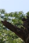 <img100*0:stuff/z/73640/bees%2520in%2520hive.1/i1276061924_6.jpg>