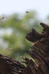 <img100*0:stuff/z/73640/bees%2520in%2520hive.1/i1276061924_7.jpg>