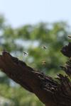 <img100*0:stuff/z/73640/bees%2520in%2520hive.1/i1276061925_8.jpg>