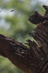 <img100*0:stuff/z/73640/bees%2520in%2520hive.1/i1276061926_9.jpg>