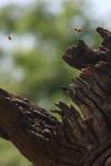 <img100*0:stuff/z/73640/bees%2520in%2520hive.1/i1276061927_10.jpg>