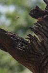 <img100*0:stuff/z/73640/bees%2520in%2520hive.1/i1276061928_11.jpg>
