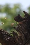 <img100*0:stuff/z/73640/bees%2520in%2520hive.1/i1276061929_12.jpg>