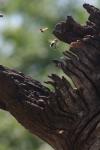 <img100*0:stuff/z/73640/bees%2520in%2520hive.1/i1276061929_13.jpg>