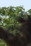 <img100*0:stuff/z/73640/bees%2520in%2520hive.1/i1276061930_14.jpg>
