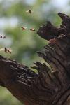 <img100*0:stuff/z/73640/bees%2520in%2520hive.1/i1276061931_15.jpg>
