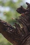 <img100*0:stuff/z/73640/bees%2520in%2520hive.1/i1276061932_16.jpg>