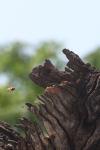 <img100*0:stuff/z/73640/bees%2520in%2520hive.1/i1276061932_17.jpg>