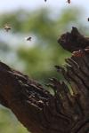 <img100*0:stuff/z/73640/bees%2520in%2520hive.1/i1276061933_18.jpg>