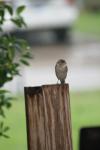 <img100*0:stuff/z/73640/bird%2520reference.2/i1259816950_1.jpg>