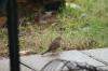 <img100*0:stuff/z/73640/bird%2520reference.2/i1259816950_2.jpg>