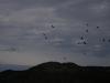 <img100*0:stuff/z/73640/bird%2520reference.2/i1259817104_1.jpg>