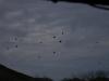 <img100*0:stuff/z/73640/bird%2520reference.2/i1259817104_2.jpg>